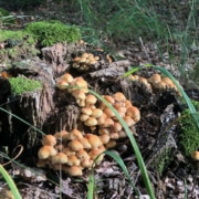 Opstap met Lien - mijn aanbod als wandelcoach