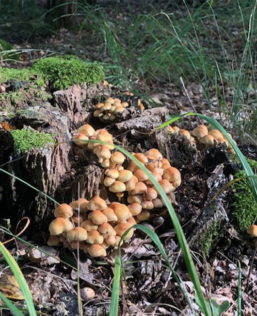 Opstap met Lien - mijn aanbod als wandelcoach